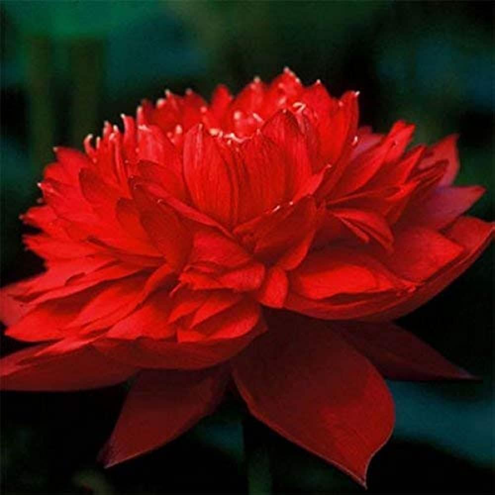 Graines de fleur de lotus rouge à planter - 100 pièces