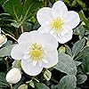 Christmas Rose Seeds (Helleborus Niger) GMO-Free Perennial, Deer & Rabbit Resistant, Outdoor Borders & Beds - 20 Pcs Flower Seeds