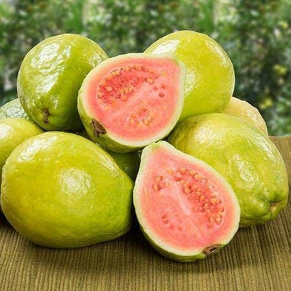 Ruby-X Guava Seeds – Sweet & Juicy Red-Fleshed Tropical Fruit for Planting