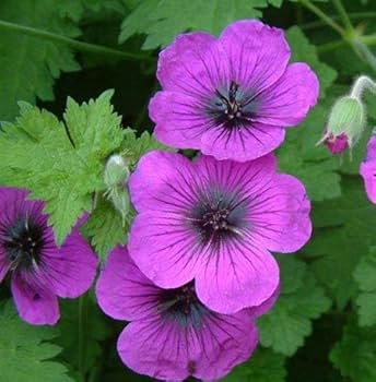 300 Pcs Geranium Seeds | Highly Valued for Beauty & Versatility | Fragrant Leaves | Low-Maintenance Ornamental Plants | Ideal for Gardens & Containers