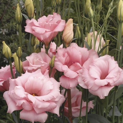 Lisianthus Mariachi Pink Seeds – Soft Blush to Deep Rose Blooms for Garden Planting