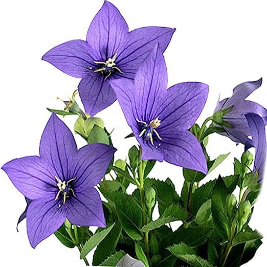 Platycodon Grandiflorus Seeds – Balloon Flower for Garden Planting