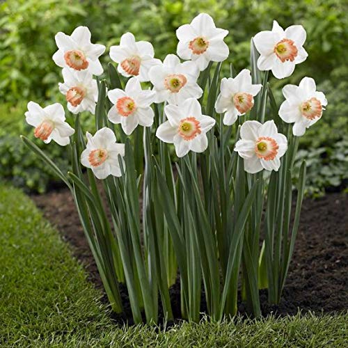 Narcissus White Red Seeds – Elegant Flower Bulbs for Garden Planting