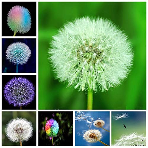 Semillas de Flor Dente Di Leone – Elegantes Flores Resistentes para Jardín