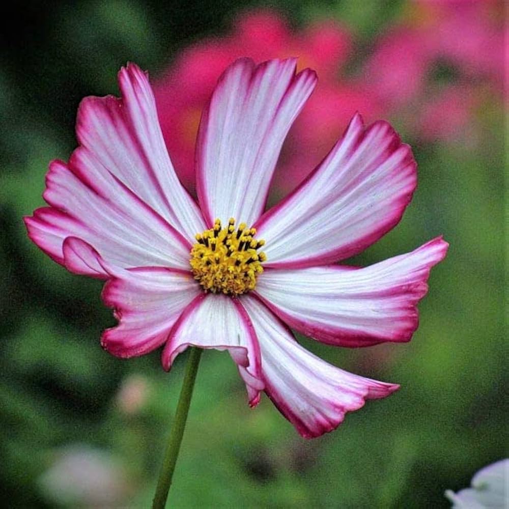 Red & White Cosmos Flower Seeds , Stunning Bicolor Blooms for Gardens