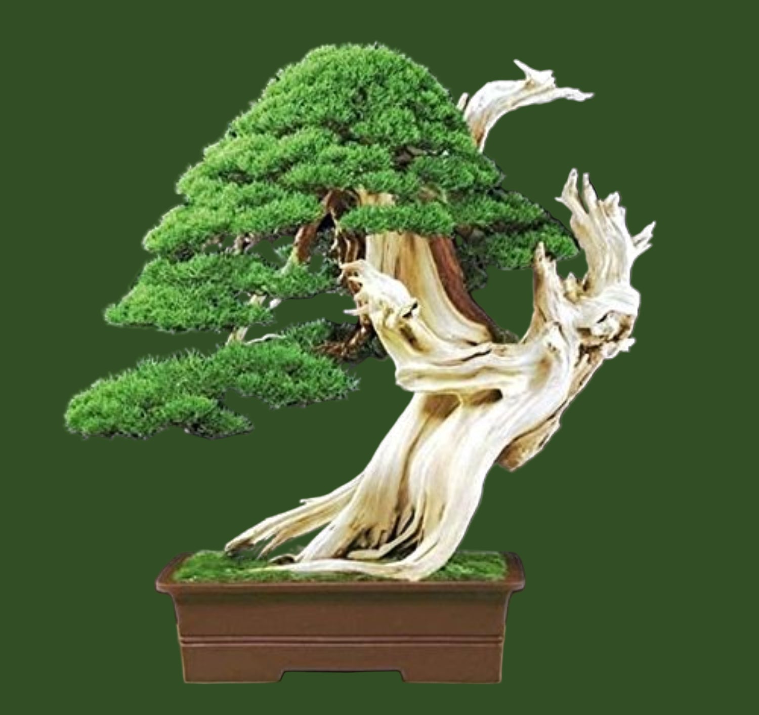 Semillas de árbol de enebro para plantación premium