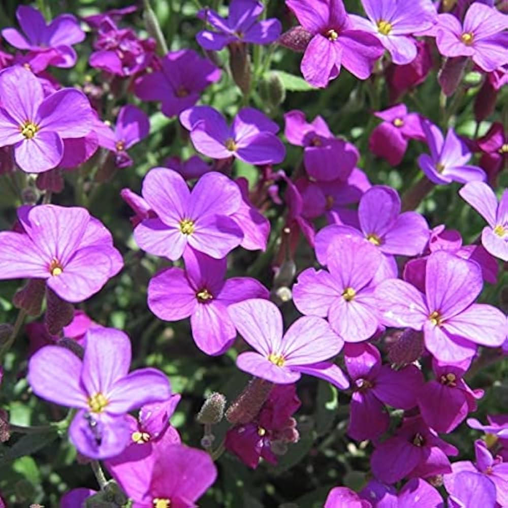 Thym rampant arc-en-ciel Cresson bleu - Fleur couvre-sol vivace pour jardin domestique, 200 pièces (12 couleurs)