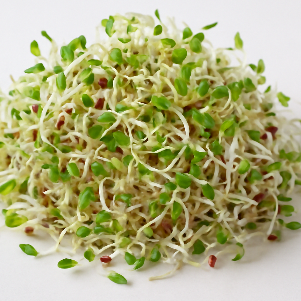 Semillas nutritivas de alfalfa para germinar: Guía completa para plantar y jardinería para brotes caseros y vida saludable