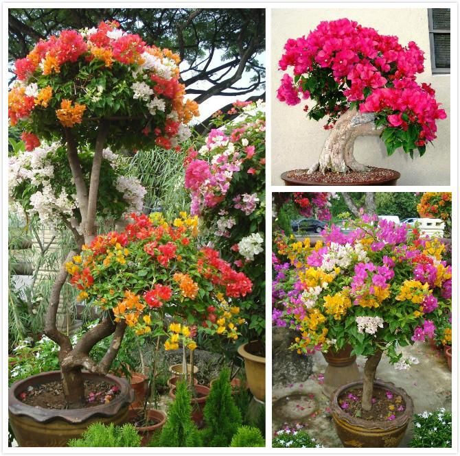 混合色のブーゲンビリアの種、鮮やかなつる性の花で見事な庭の