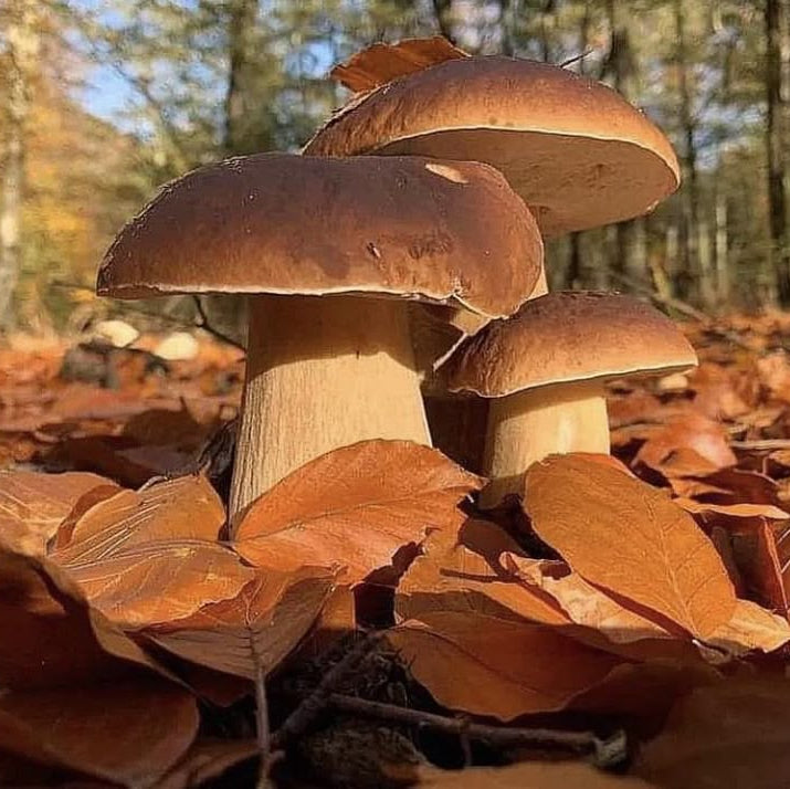 Porcini Mushroom King Seeds for Planting