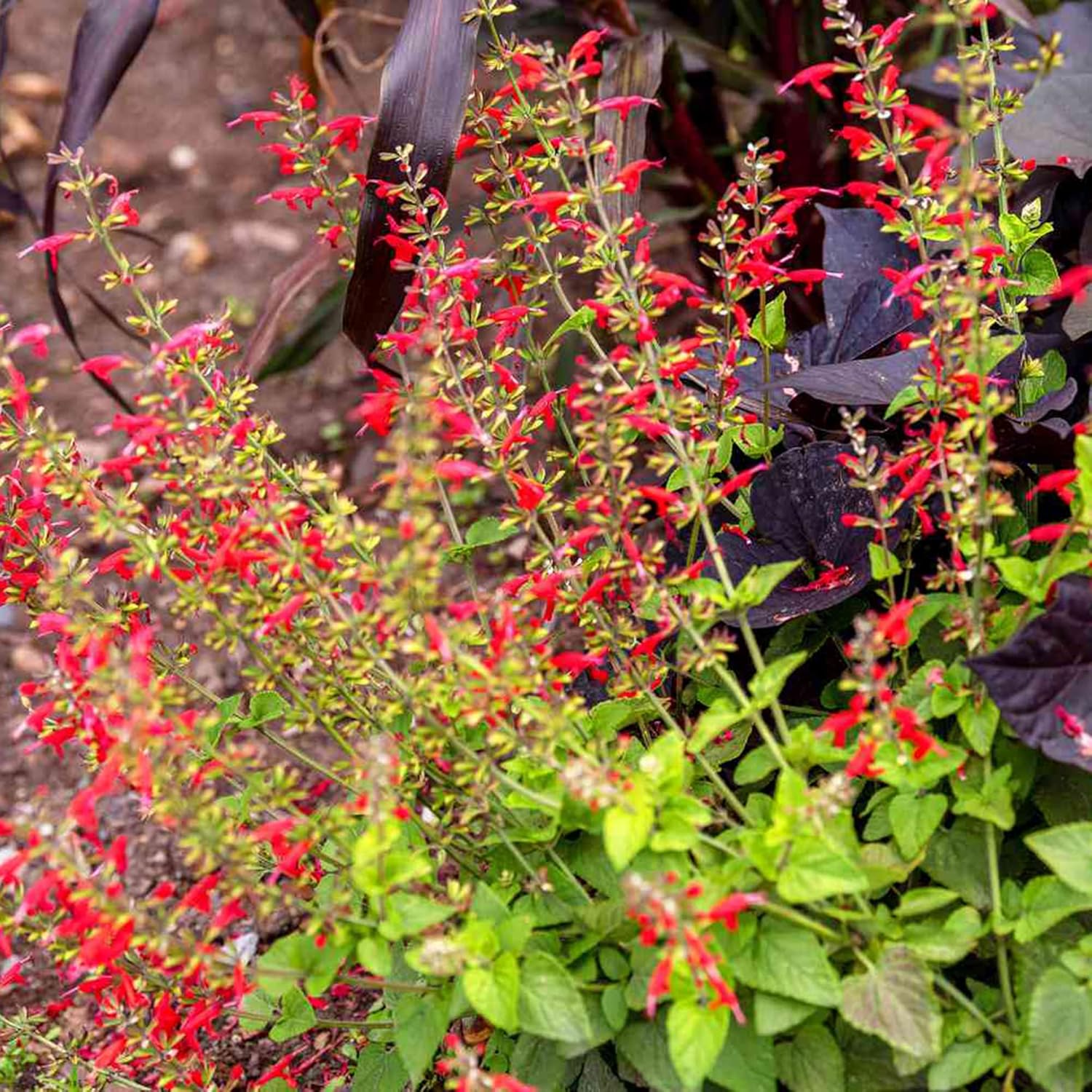 Pineapple Sage Seeds (Salvia Elegans)  Edible Leaves Amd Flowers, Attracts Hummingbirds, Fragrant, Perennial Annual for Indoor Outdoor Containers And Borders