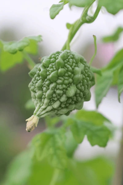 Baby Bitter Gourd Seeds – High-Yield, Heirloom Variety for Home Gardening