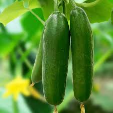 Mini Munch Cucumber Seeds – High-Yield, Crunchy & Sweet - Perfect for Snacking & Salads