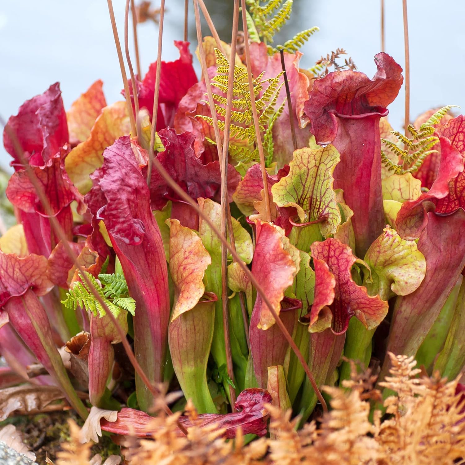 Graines de Sarracenia Purpurea - Plante pourpre, feuilles uniques en forme de pichet, attire les pollinisateurs, prospère dans les zones humides pauvres en nutriments, jardin extérieur - 25 pièces