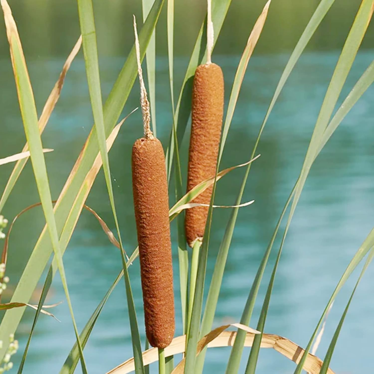 Cattail Seeds for Planting Typha Latifolia Perennial Fast-Growing Ornamental for Ponds & Bog Gardens