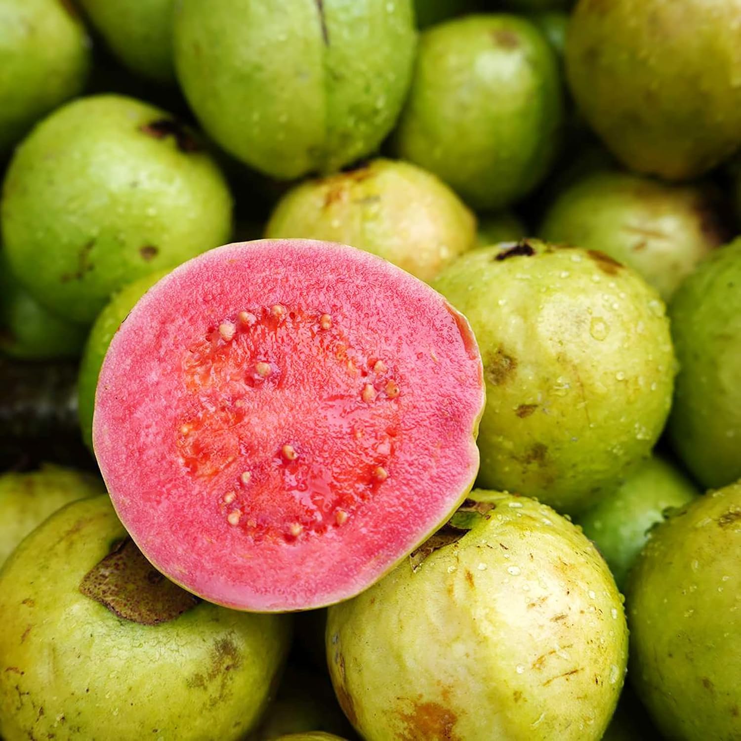 Guava Seeds - Red Psidium Guajava, Perennial Sweet & Fragrant Tropical Fruit