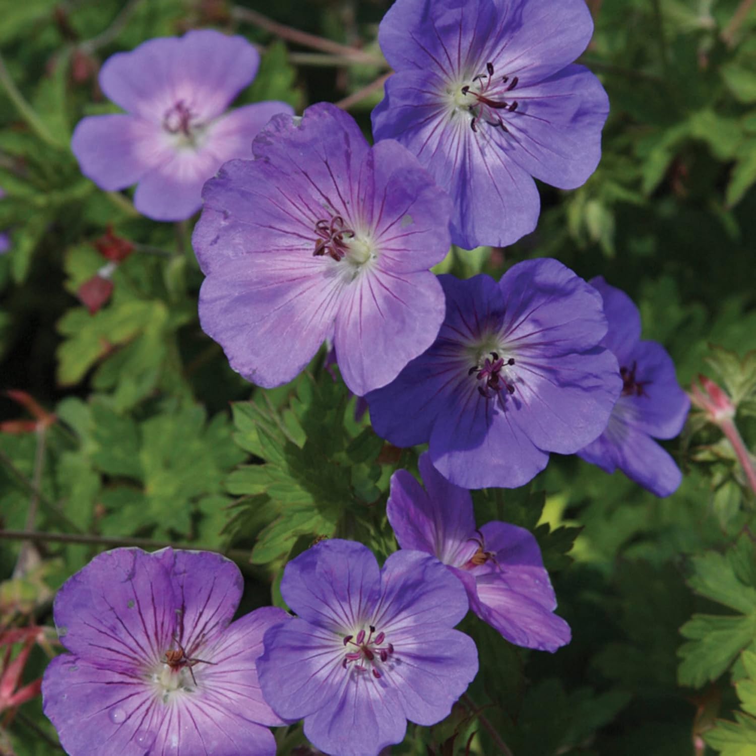 Geranium 'Rozanne' Seeds  Perennial, Long Blooming Period, Attracts Bees  Butterflies, Low Maintenance Ground Cover