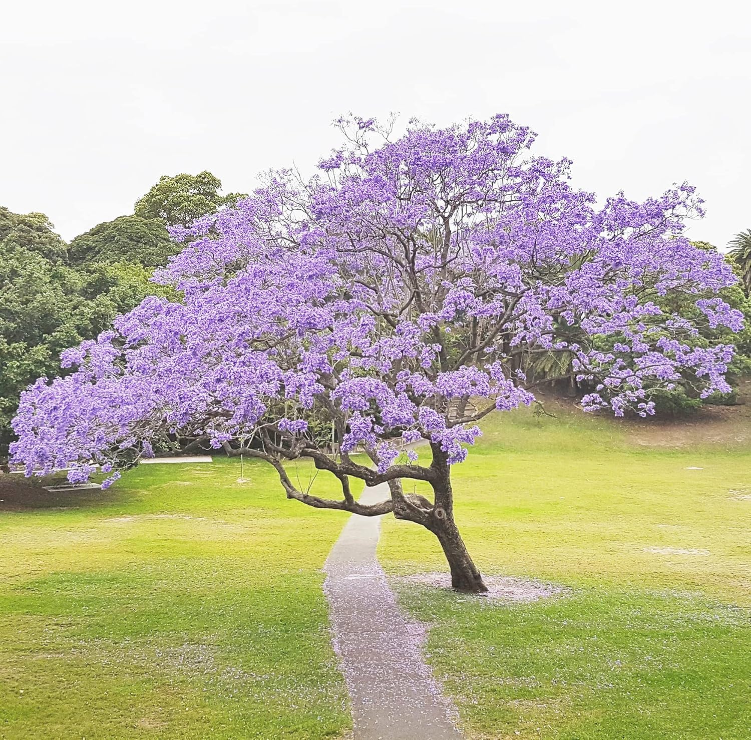 Blue Jacaranda Seeds (Jacaranda Mimosifolia)  Vibrant Blue Flowers, Drought Tolerant, Low Maintenance Shade Tree for Parks  Gardens