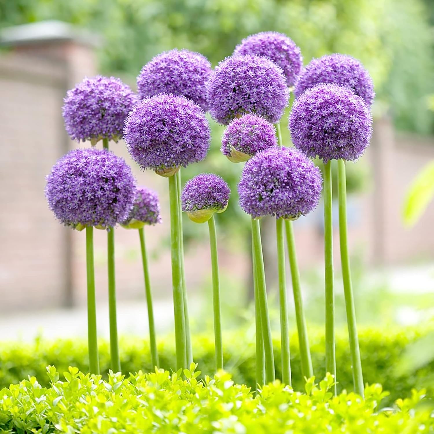Giant Allium Seeds - Allium Giganteum Purple, Cold Hardy