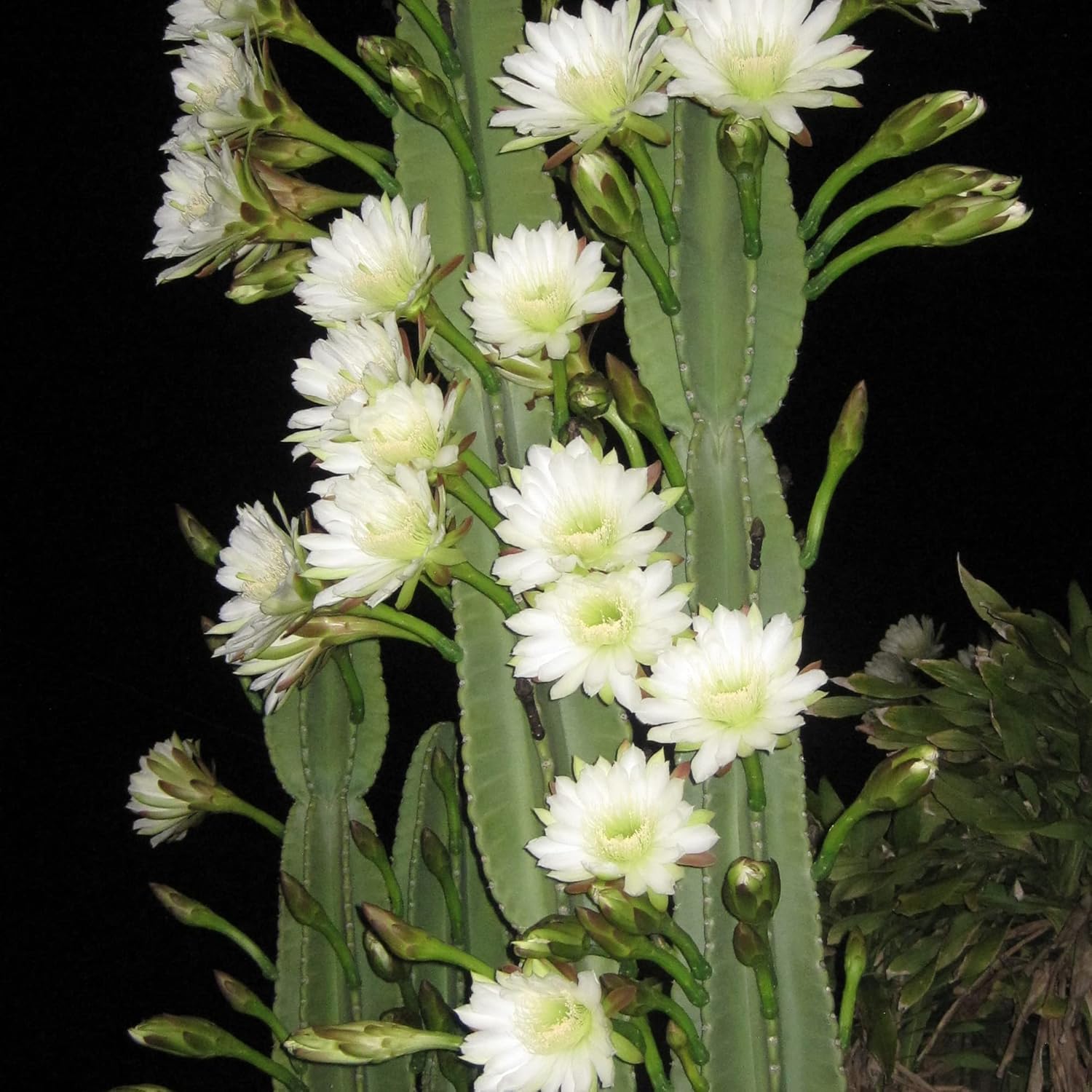 Nachtblühende Cereus-Kaktuspflanze mit großen, duftenden weißen Blüten – Königin der Nachtsamen, 50 Stück