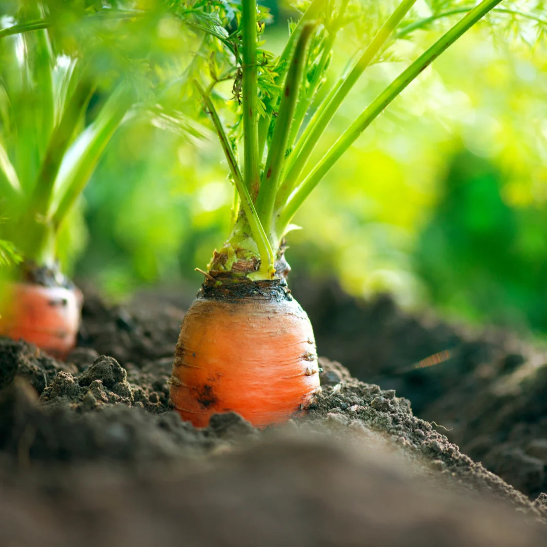 Danvers 126 Carrot Seeds – Heirloom, Sweet & Crisp - High Yield & Easy to Grow