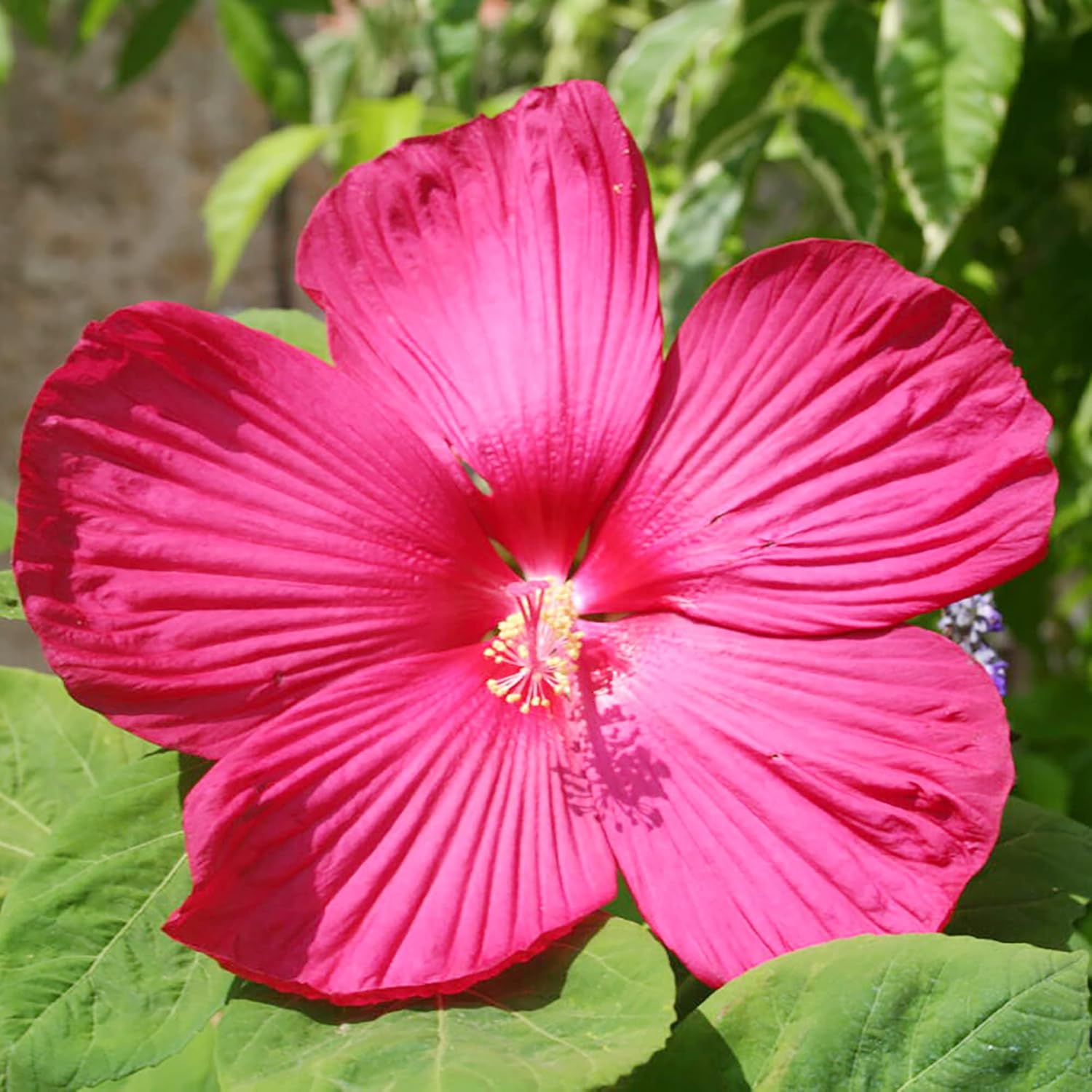 Hibiscus Moscheutos Seeds - Hardy Hibiscus, Swamp Rose Mallow Perennial Flowering Plant for Garden Beds, Attracts Bees, Butterflies, and Hummingbirds - 25 Pieces