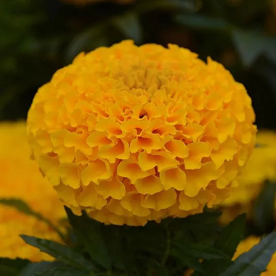 Golden Marigold Flower Seeds, Radiant Blooms for Gardens and Landscaping
