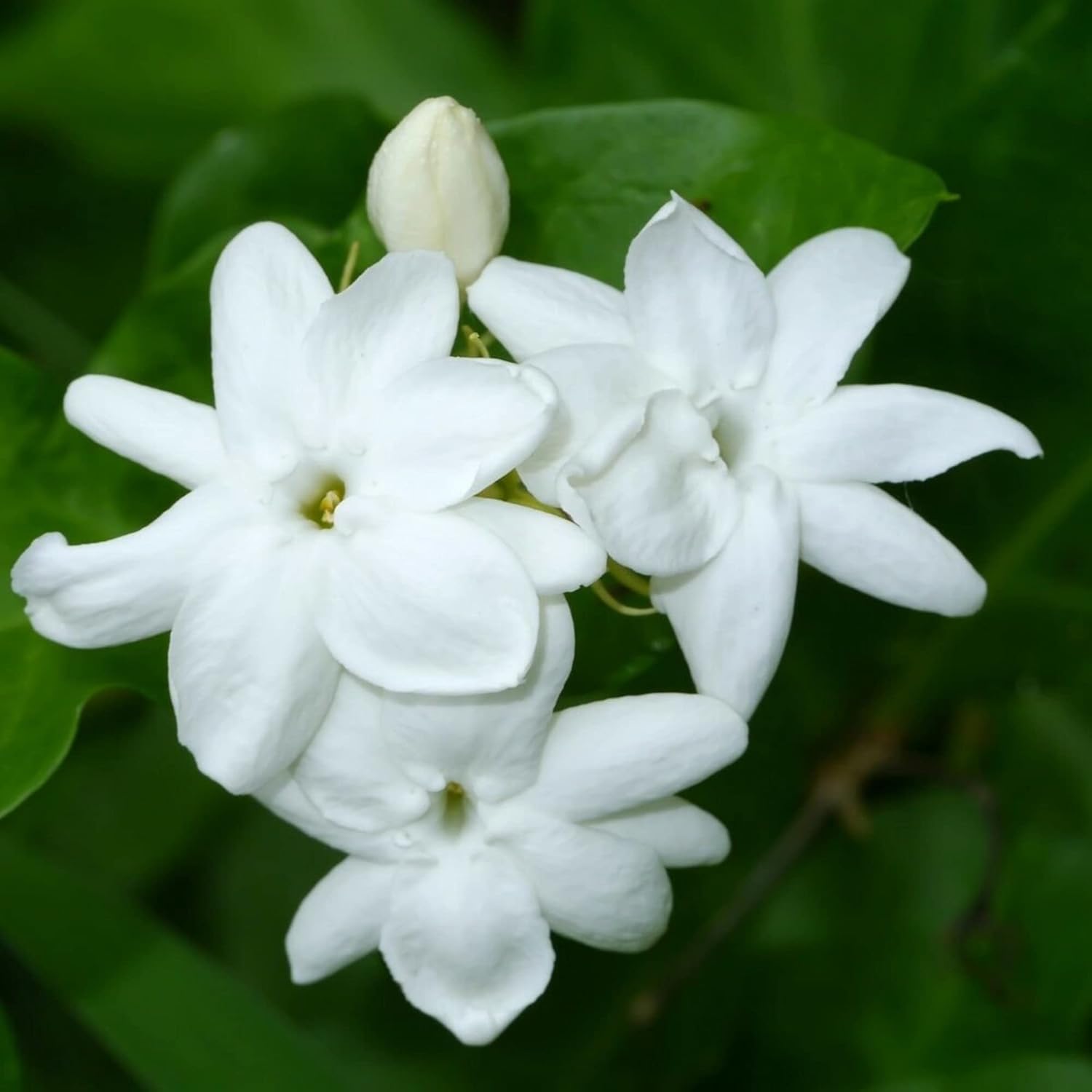 Jasminum Sambac Seeds Arabian Jasmine, Fragrant Broadleaf