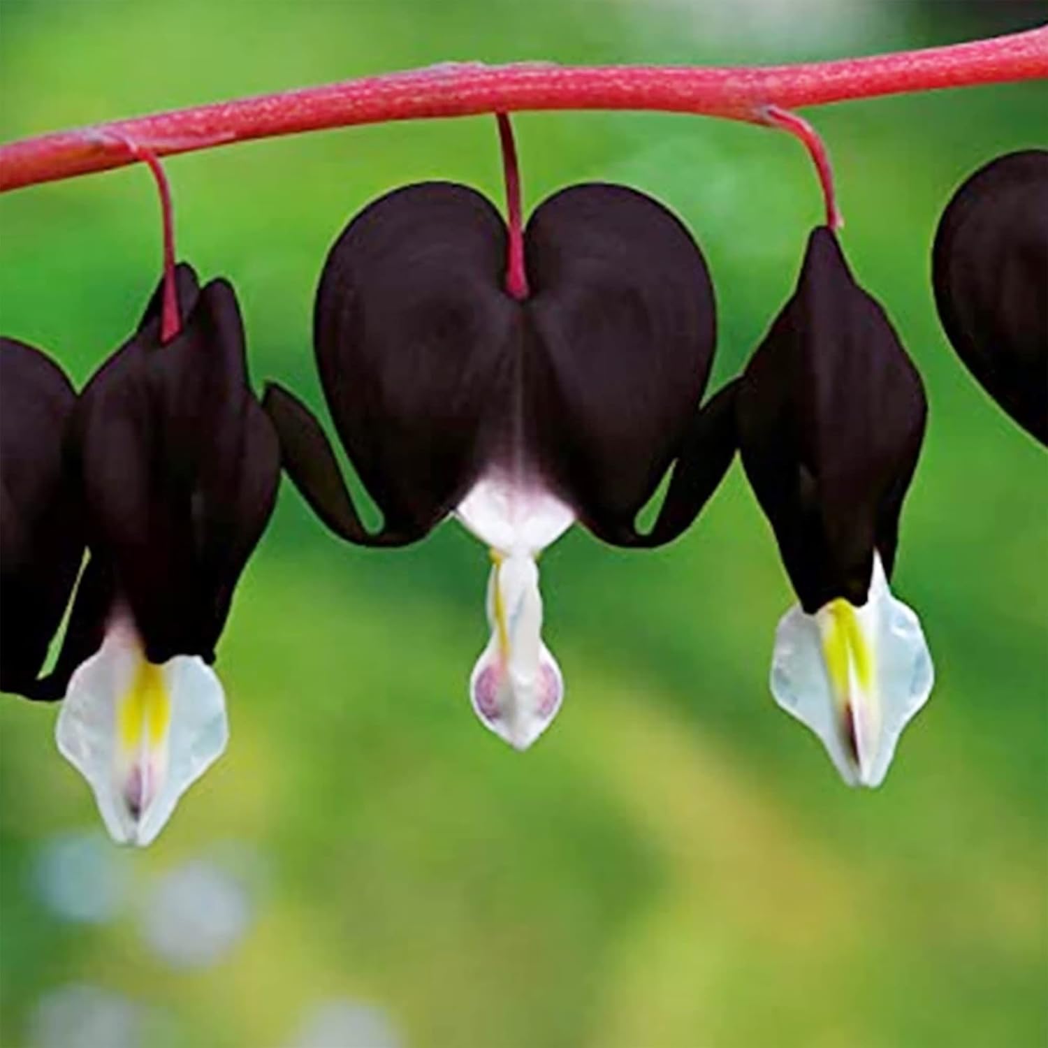 Black Bleeding Heart Seeds  Perennial Cut Flowers, Deer And Rabbit Resistant, Attracts Butterflies, Ideal for Beds And Borders