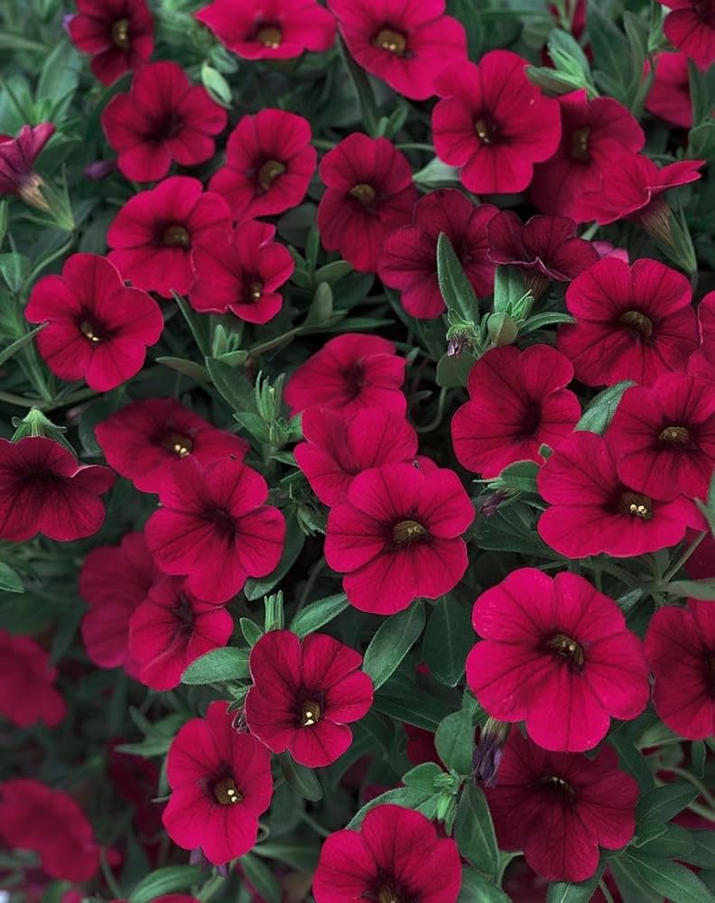 Graines de Pétunia Magenta – Fleurs de Jardin Vibrantes pour Plates-bandes et Jardinières Suspendues