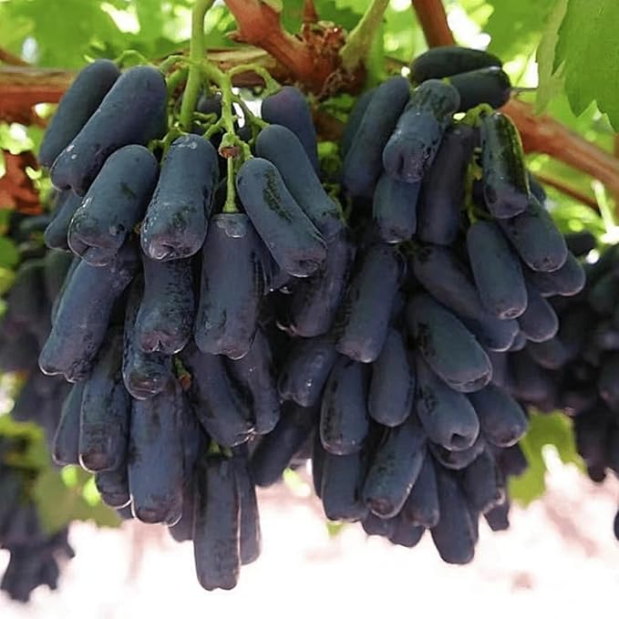 Rare Black Finger Grape Seeds For Planting