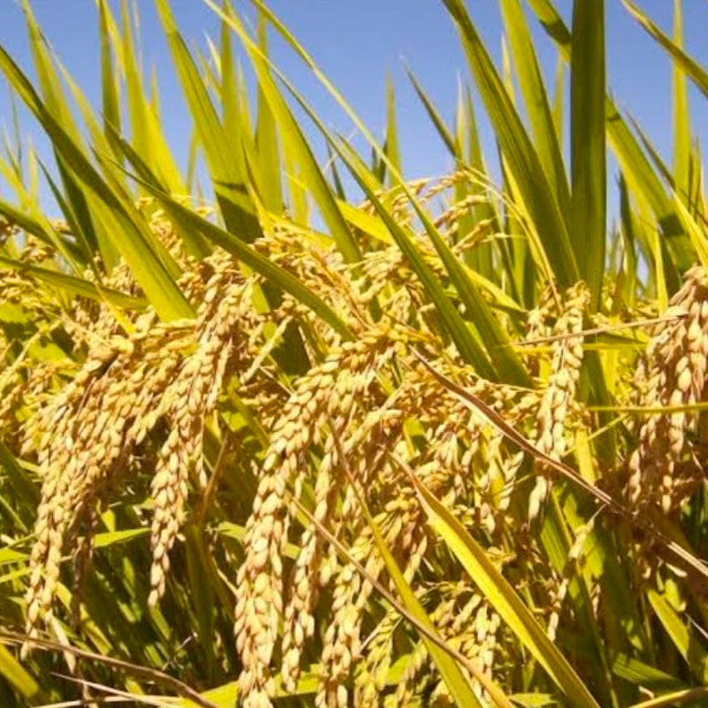 Brown Jasmine Rice Seeds,Vegetable Seeds for Planting
