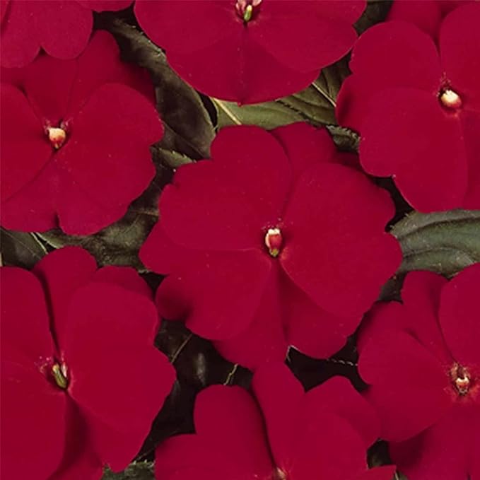 Guinea Impatiens Annual Flower Seeds, Vibrant Blooms for Your Garden