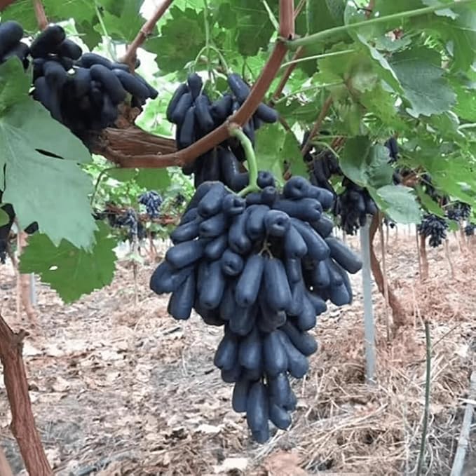 Rare Black Finger Grape Seeds For Planting