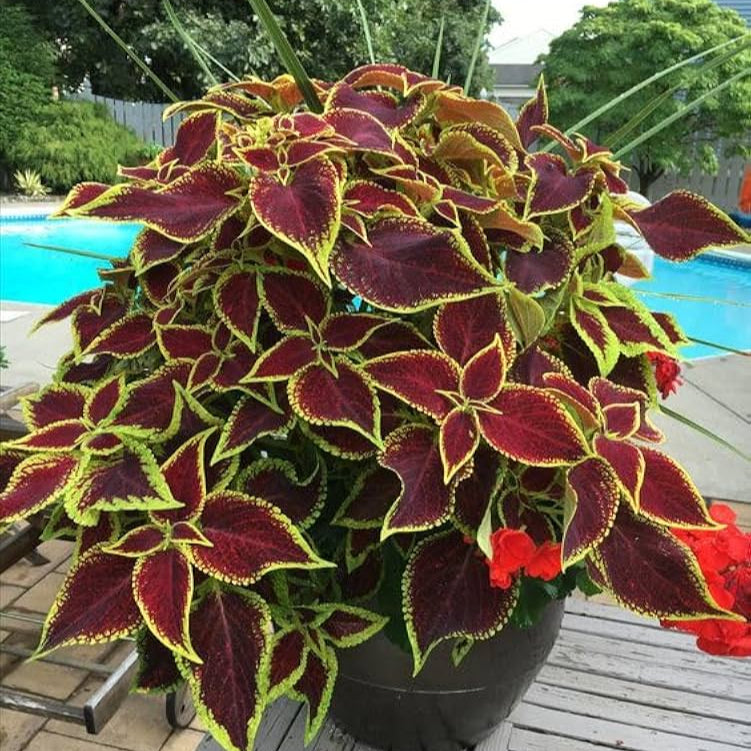 Rare Coleus Ornamental Plant with Vibrant Foliage for Gardens and Containers