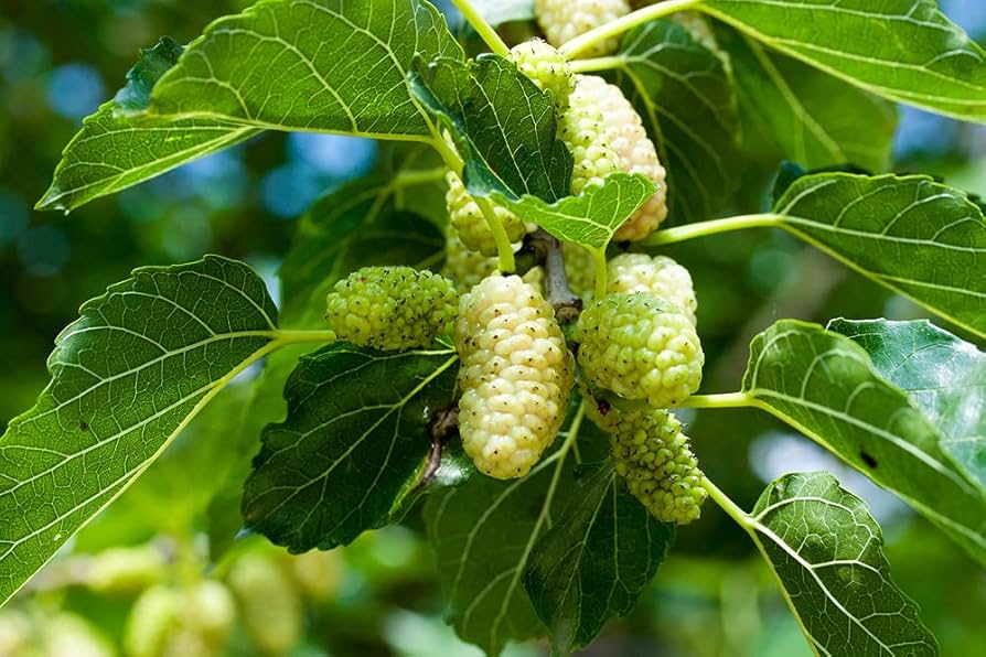 Russian Mulberry (Morus alba) – Seeds