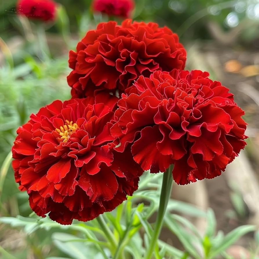 Red Marigold Flower Seeds, Rich Crimson Blooms for Gardens and Borders