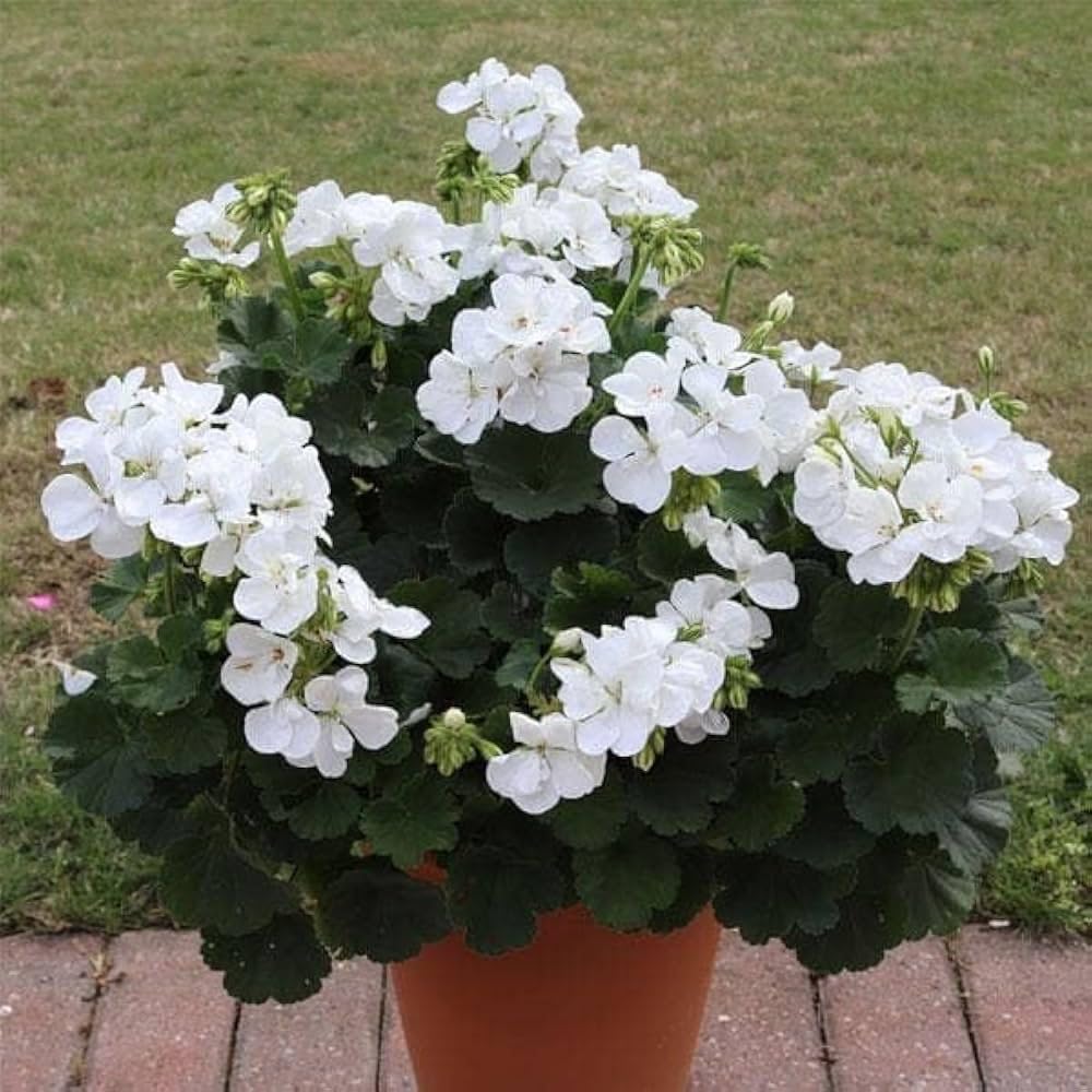 White Geranium Seeds – Pelargonium Seeds for Elegant Garden Blooms