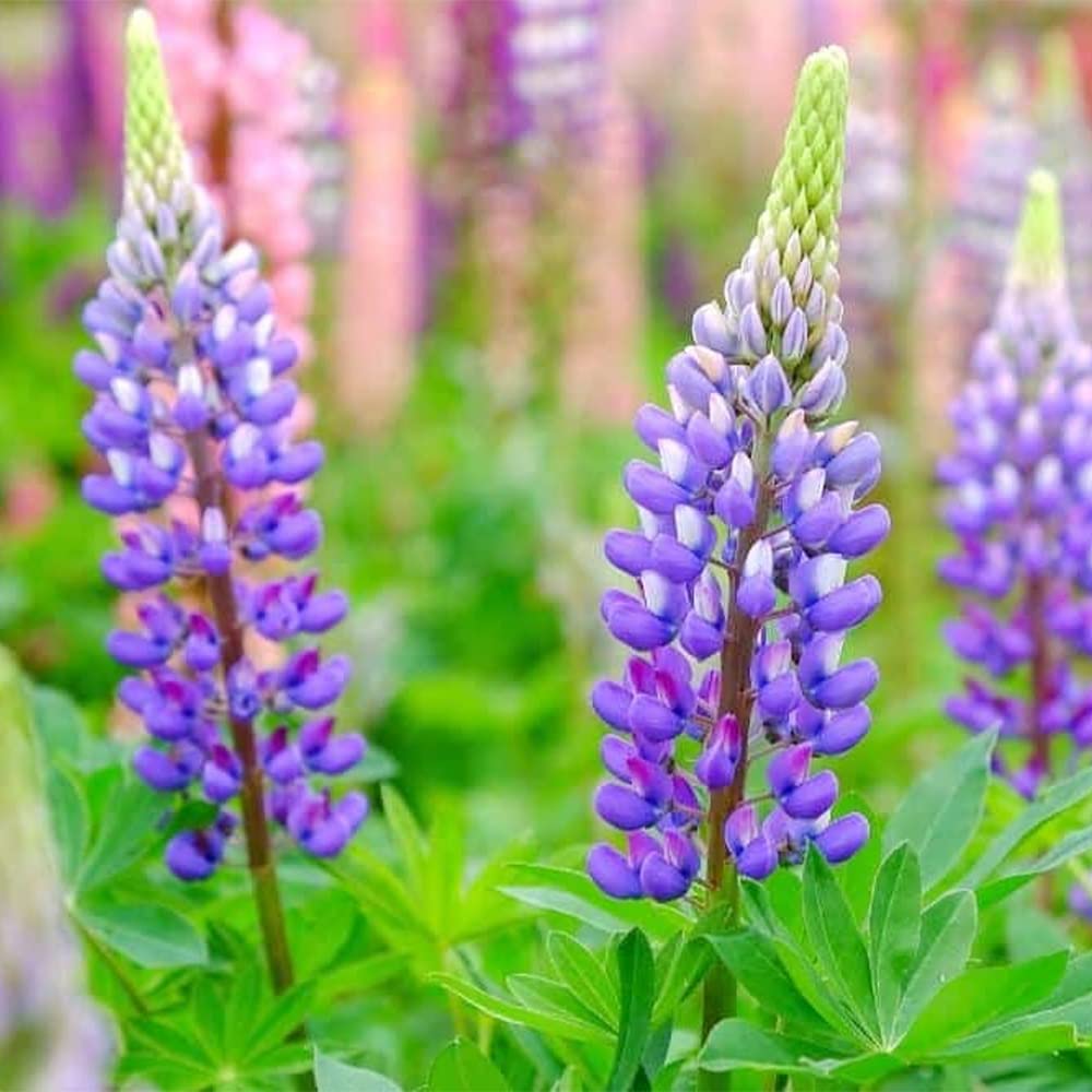 Lupin Seeds (Lupin Russell The Governor) - Navy Blue Gardening Wonder