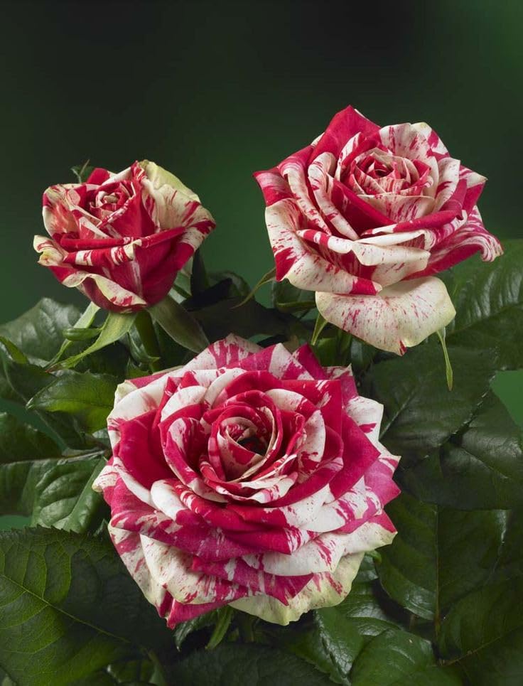 Red and White Rose Seeds – Stunning Bi-Color Blooms – Non-GMO
