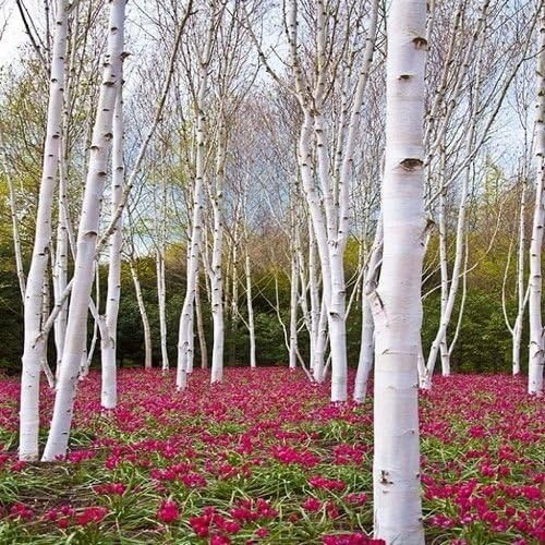 White Paper Birch Tree Seeds (Betula papyrifera) | Hardy, Fast-Growing Shade Tree for Landscapes | 50+ Seeds