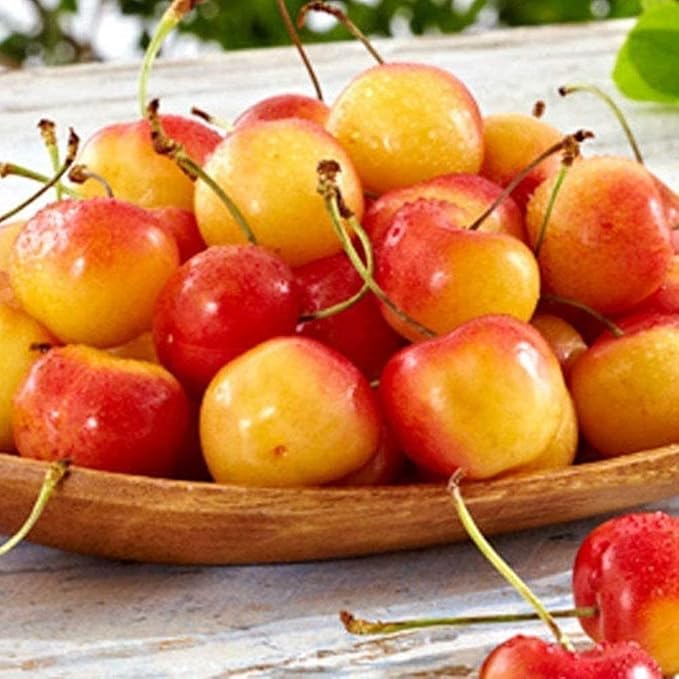 Rainier Sweet Cherry Yellow White Fruit Tree Seeds