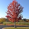 Autumn Blaze Ahornbaumsamen - Freeman-Ahorn, schnell wachsend, trockenheitsresistent, pflegeleicht für Terrasse und Beeteinfassungen - 60 Stück