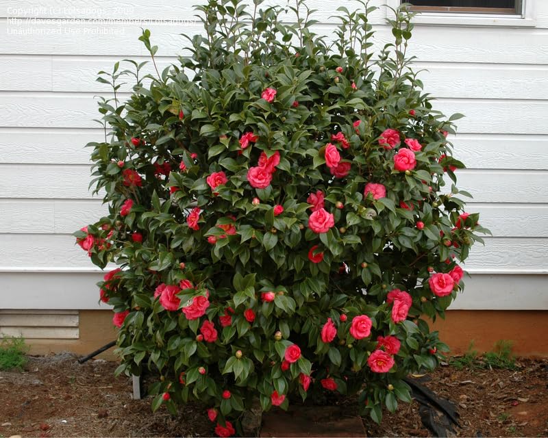 Semi di Camelia (Semi di Camelia Giapponese Rossa) - Fioriture per Tutte le Stagioni per Giardini