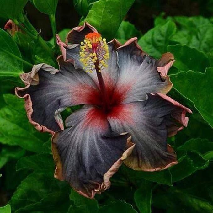 Black Pink Purple Giant Hibiscus Flower Seeds
