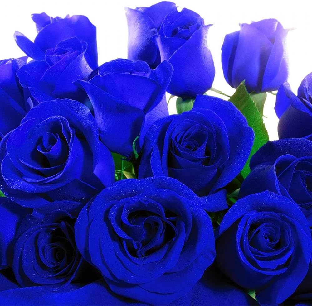 Blaue Rosen-Blumensamen, seltene exotische Blüten, einfach zu züchten, nicht gentechnisch verändert