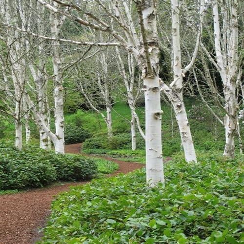 White Paper Birch Tree Seeds (Betula papyrifera) | Hardy, Fast-Growing Shade Tree for Landscapes | 50+ Seeds