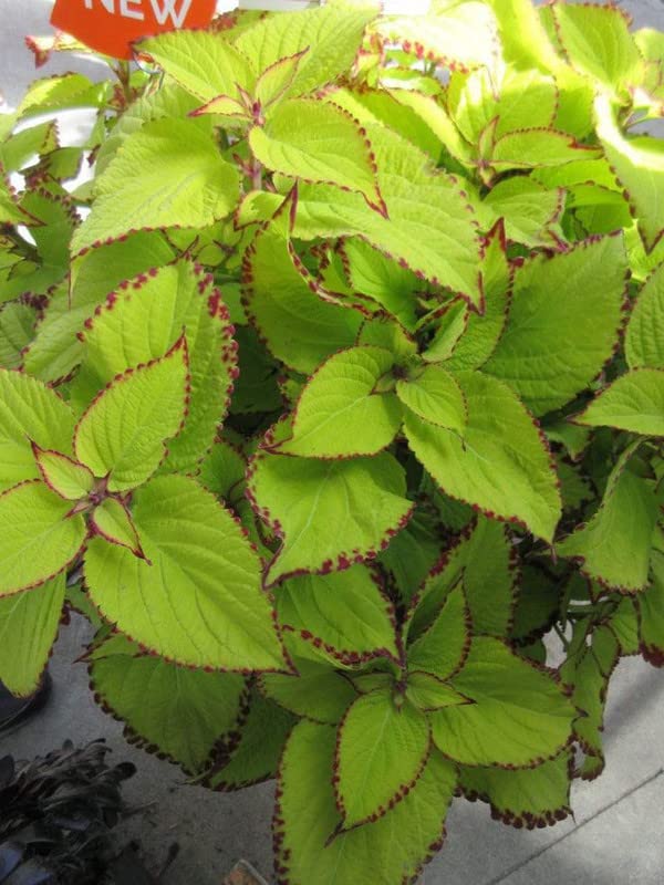 Semillas de Coleus Wasabi – Follaje Verde Vibrante para Plantar en el Jardín