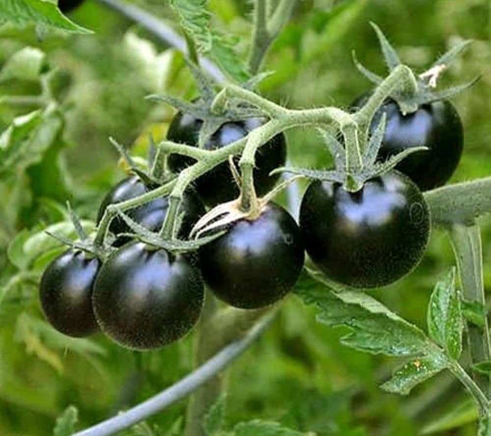 Black Tomato Vegetable Seeds, Rich and Flavorful Heirloom Varieties Garden, Easy-to-Grow Seeds