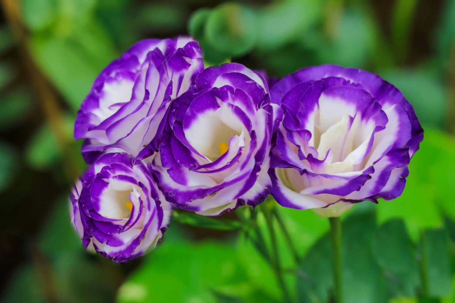 パープルリシアンサスの花の種、優雅さと洗練さの鮮やかな色合いで空間を彩る